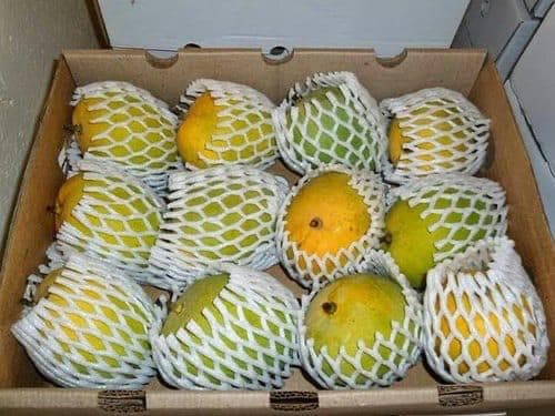 Ratnagiri Alphonso Mango