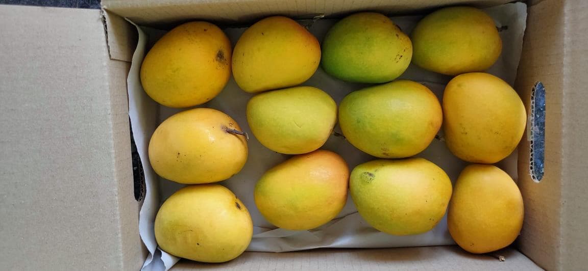 Ratnagiri Alphonso Mango by Aam Native