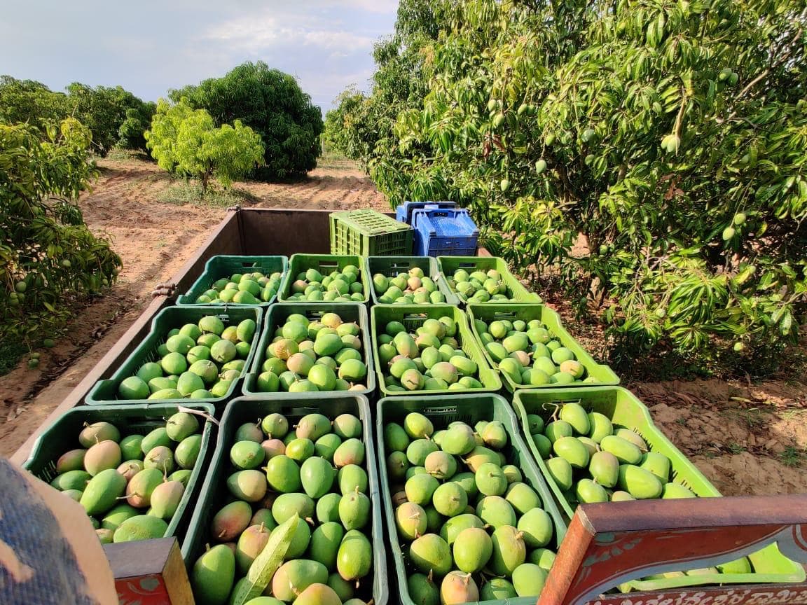 carbide free mangoes science of ripening