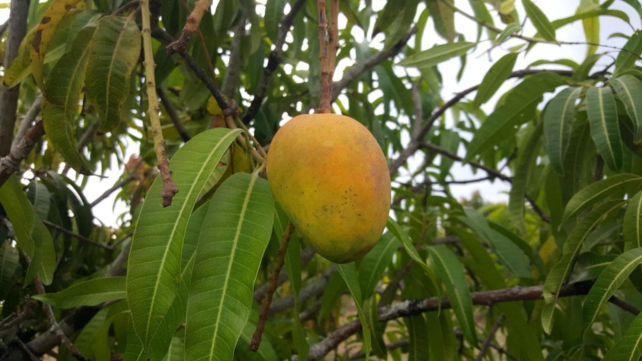 Luxury Unboxing: Designing the Ultimate Mango Experience